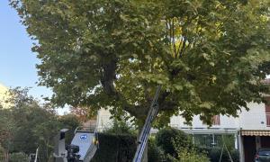 Élagueur à Aix Les Milles
